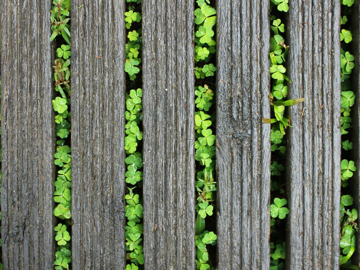 A POEM A DAY&nbsp;246