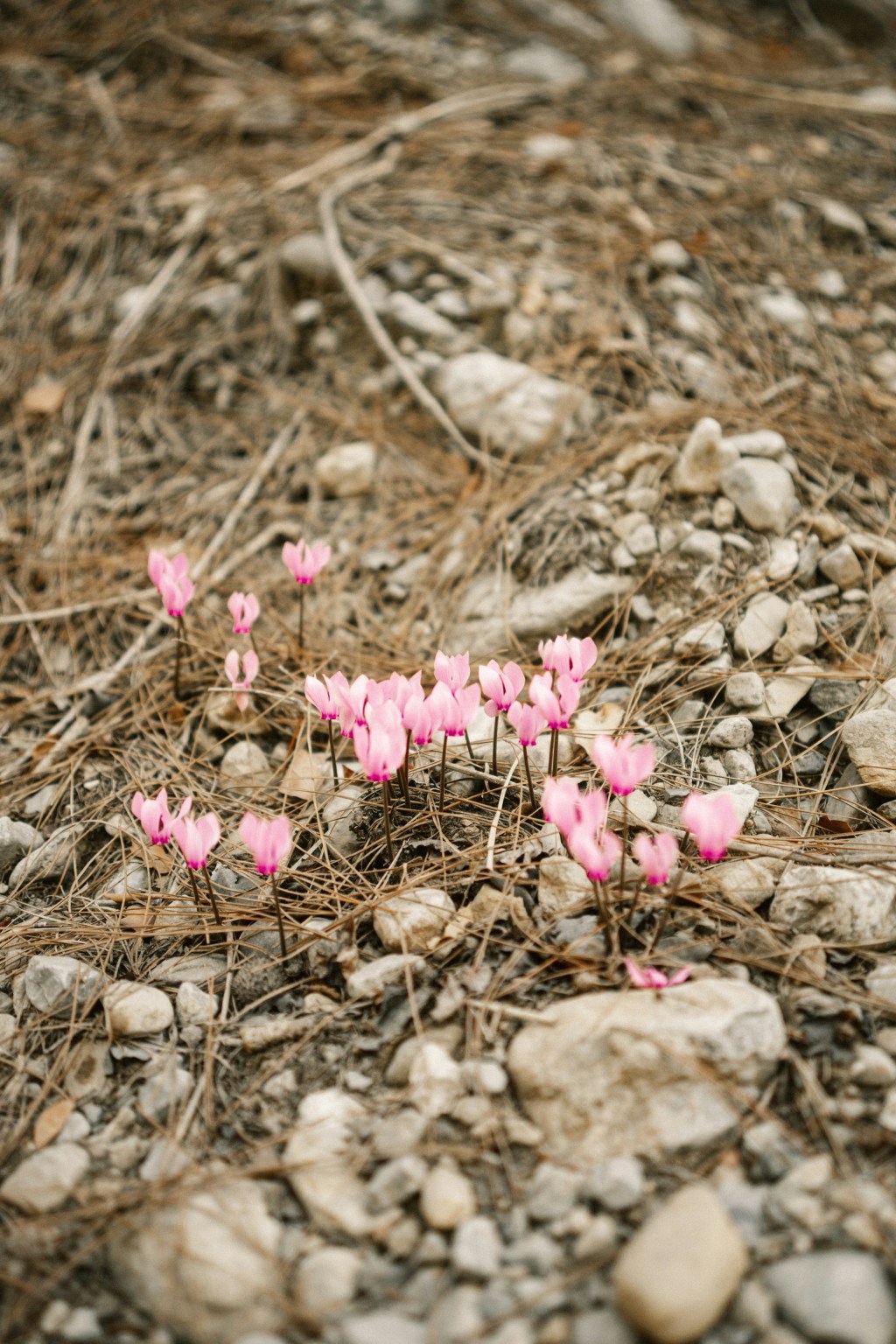 A POEM A DAY&nbsp;274