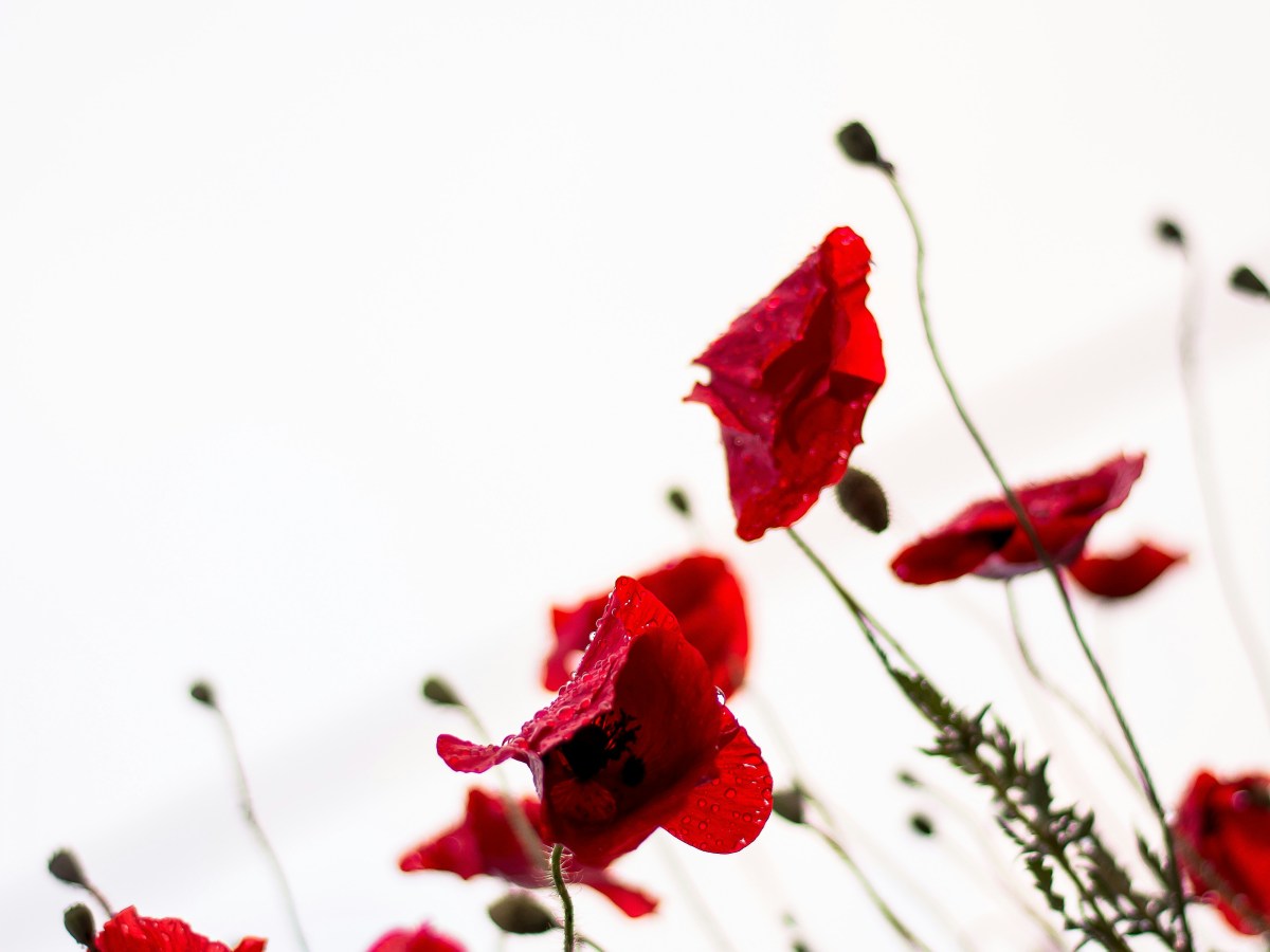 A POEM A DAY&nbsp;260